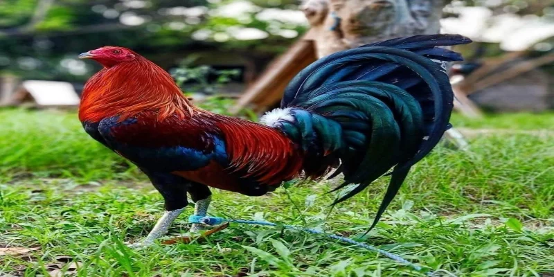 Gà chọi Cuban lì đòn và thông minh