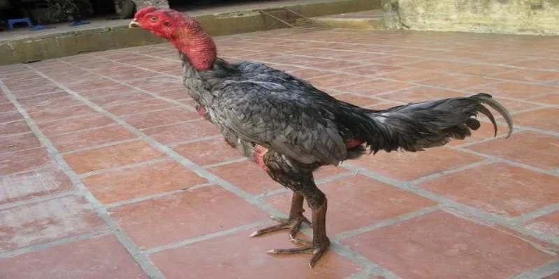 gà xám ảnh đại diện