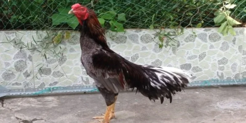 Gà Xám đá ngày nào tốt?